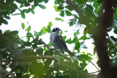 Phaenicophilus palmarum