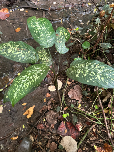 Dieffenbachia seguine observed 2025-08-27