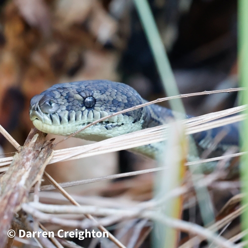 Coastal Carpet Python sighting