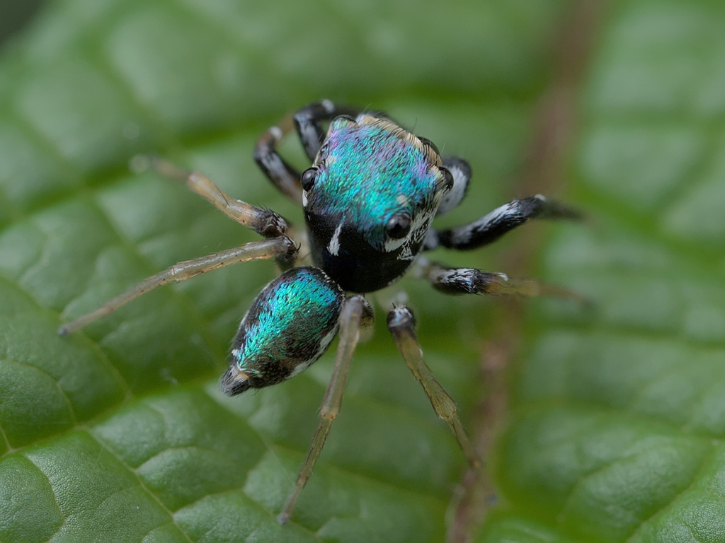 Sidusa viridiaurea