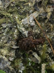 Elaphrus tuberculatus