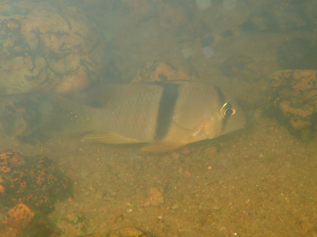 Bandit Acara