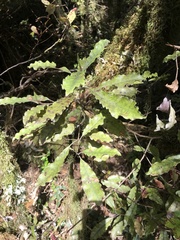 Quintinia acutifolia