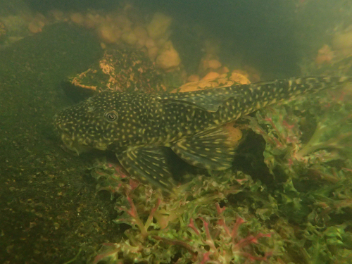 Guyanancistrus brevispinis