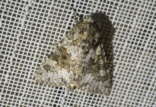 Photo of Small Ranunculus (Hecatera dysodea)