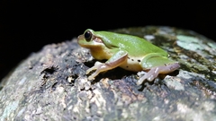 Hyla chinensis