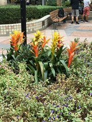 Guzmania