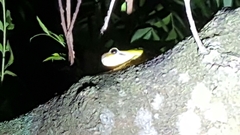 Hyla chinensis