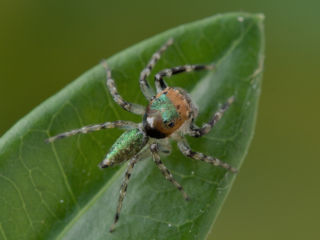 Sidusa angulitarsis