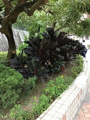 Cordyline fruticosa