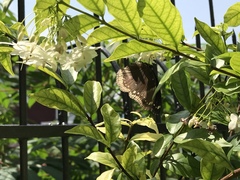 Hypolimnas bolina