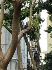 Columba livia domestica