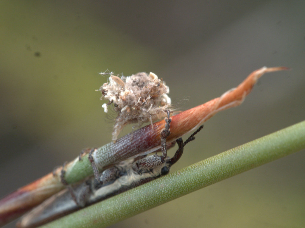 Stenobelus