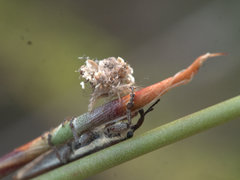 Stenobelus tibialis