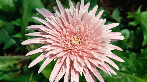 Gerbera jamesonii
