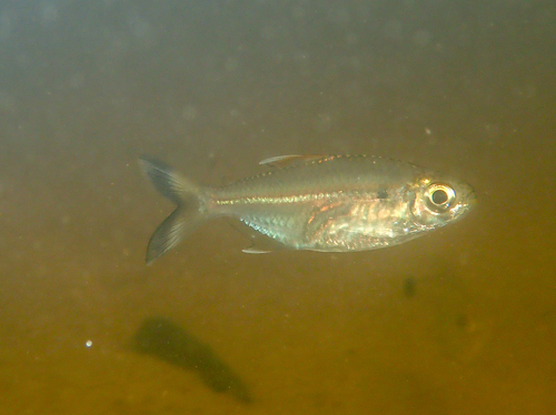 Intermediate tetra (Moenkhausia intermedia) — Characidae