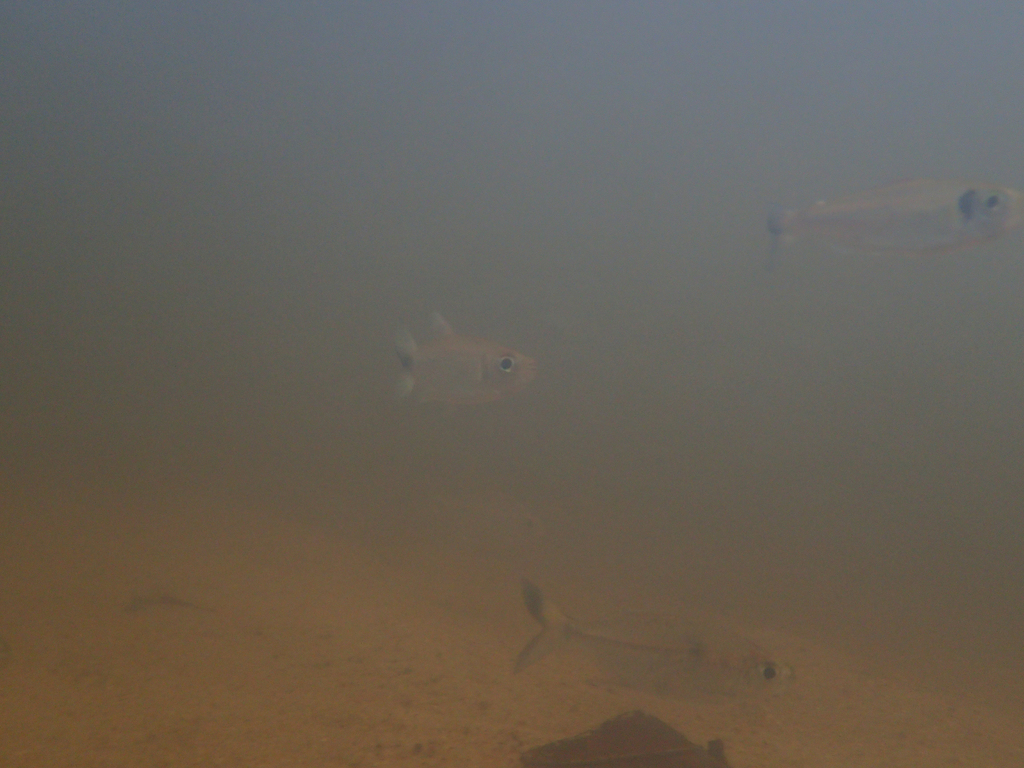 Orangefin Tetra