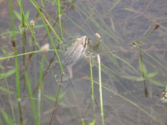 Pseudacris triseriata