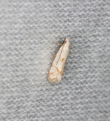 Prepocosma innocens