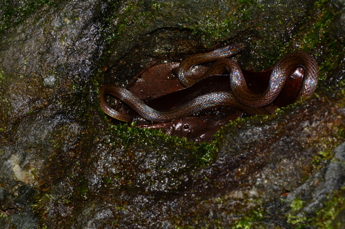 Omoadiphas aurula