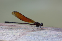 Euphaea ochracea