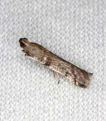 Cryptoblabes hemigypsa