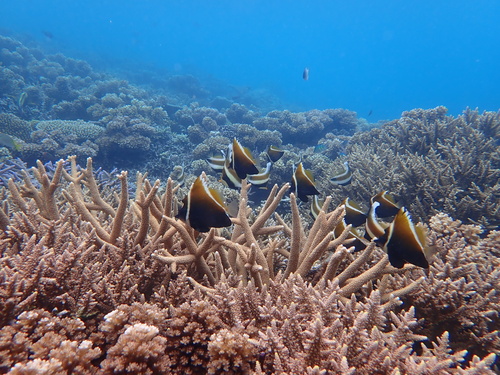 Photo of Humphead bannerfish (Heniochus varius)