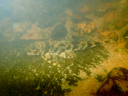 Guiana whiptail catfish (Harttia guianensis) — Loricariidae