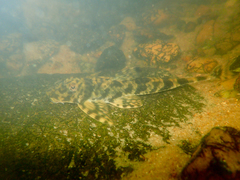 Twig catfish, Stick catfish