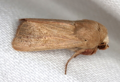 Leucania abdominalis