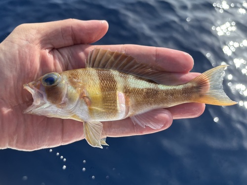 Phoebe (Serranus phoebe) — Serranidae — 2