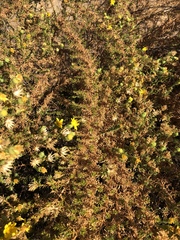 Deinandra minthornii