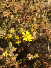 Deinandra minthornii