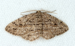 Zermizinga sinuata