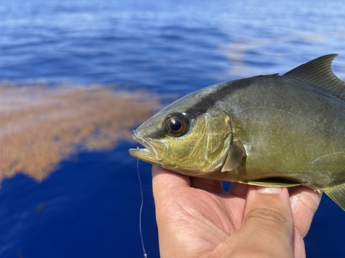 Photo of Almaco jack (Seriola rivoliana)