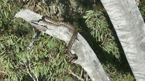 Coastal Carpet Python sighting