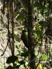Melanerpes striatus