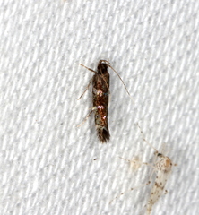 Stagmatophora argyrostrepta