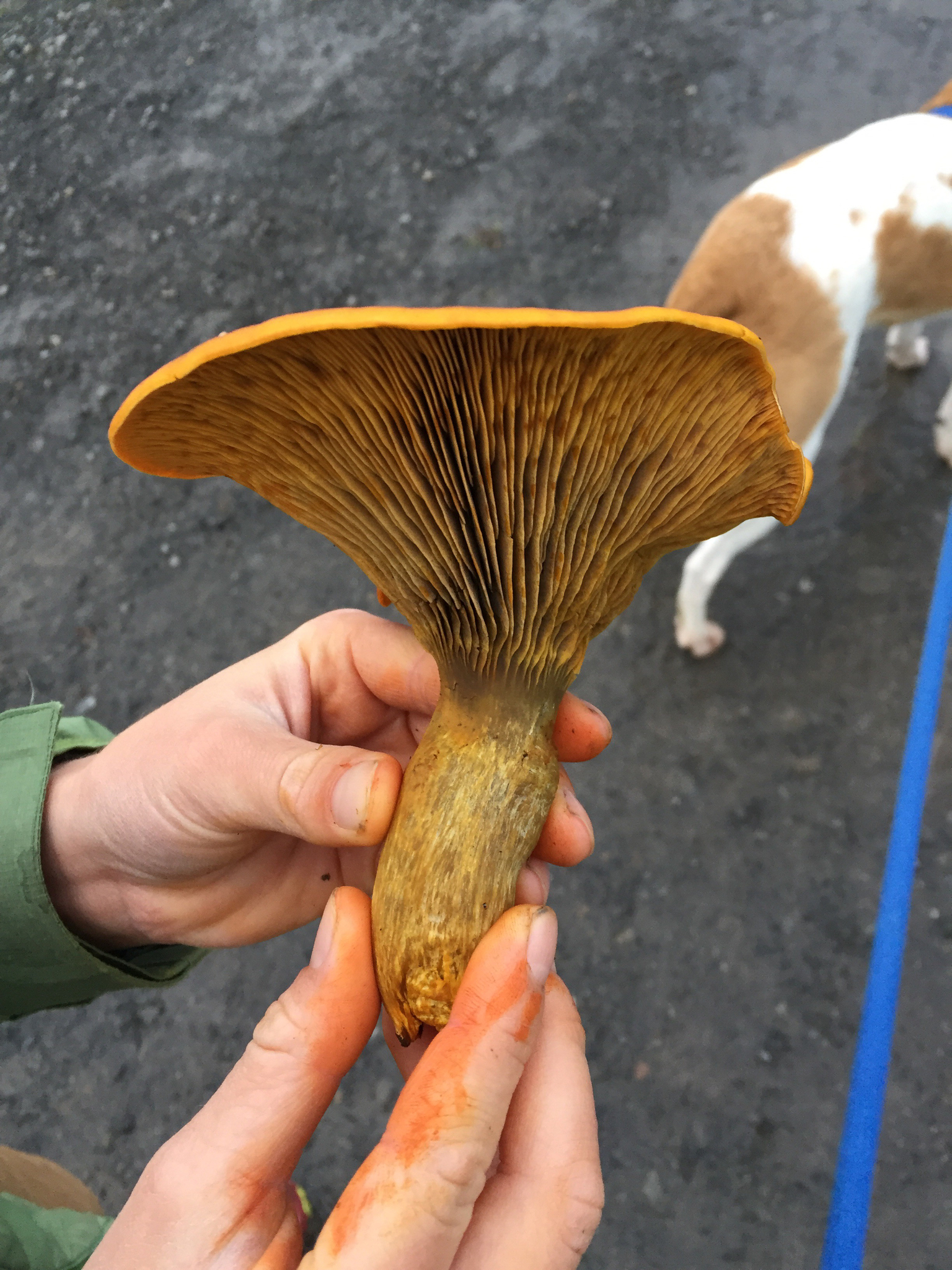 Omphalotus olivascens image