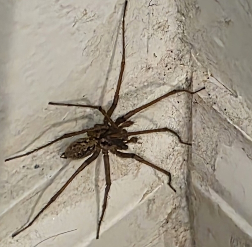 Giant House Spider photo 6