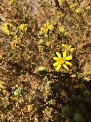 Deinandra minthornii