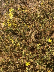 Deinandra minthornii