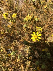 Deinandra minthornii