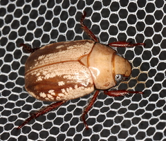 Anoplognathus concolor