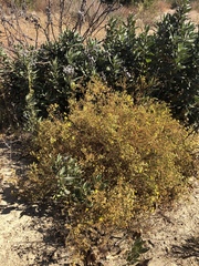 Deinandra minthornii