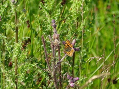 Boloria aquilonaris