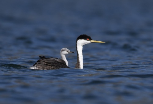Western Grebe, photo 8 of 9