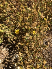 Deinandra minthornii