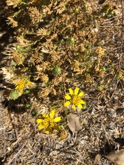 Deinandra minthornii