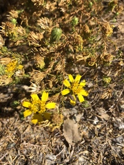 Deinandra minthornii